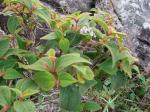 : - Clidemia capitellata