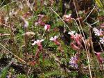 : - Cuphea arenarioides