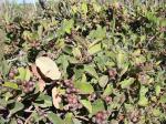 : - Davilla elliptica