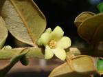 : - Diospyros sericea