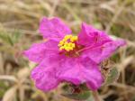 : - Diplusodon sessiliflorus