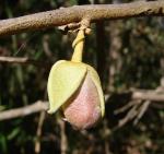 : - Duguetia furfuracea