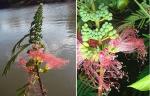 :-Calliandra houstoniana