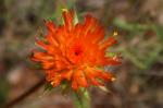 : - Gomphrena arborescens