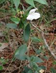 : - Justicia phyllocalyx