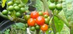 Gempsepaprika - Capsicum annuum