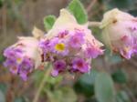 : - Lippia lupulina