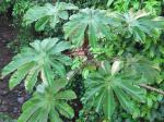 : - Cecropia obtusifolia