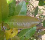 : - Pera glabrata