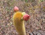 : - Pilosocereus vilaboensis