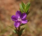 : - Rhynchanthera grandiflora