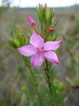 : - Sauvagesia oliveirae