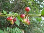 : - Siparuna guianensis