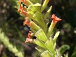 : - Stachytarpheta longispicata