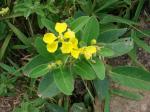 : - Stigmaphyllon paralias