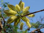 : - Terminalia argentea