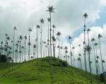Quindio-Wachspalme - Ceroxylon quindiuense