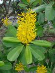 : - Vochysia tucanorum