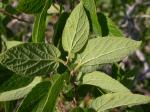 : - Celtis laevigata var. reticulata