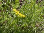 : - Cymopterus terebinthinus