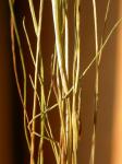 Gewöhnliche Kröten-Binse - Juncus bufonius