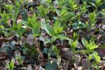Wald-Bingelkraut - Mercurialis perennis