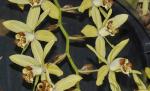 : - Coelogyne tomentosa