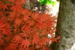 Fächer-Ahorn - Acer palmatum