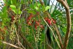 : - Barringtonia acutangula