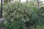 Drachenbaum - Dracaena reflexa