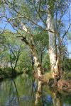 Roter Eukalyptus-Eucalyptus camaldulensis