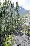 : - Euphorbia lactea