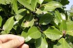 : - Ficus microcarpa