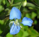 : - Commelina diffusa