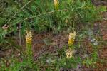 : - Grevillea pungens