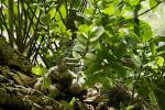 : - Hydnophytum papuanum