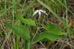 : - Jasminum molle