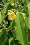 : - Anomianthus dulcis