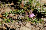 : - Bauera rubioides