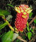 : - Costus curvibracteatus
