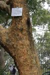 : - Corymbia leichhardtii