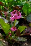 Sibirischer Tee-Bergenia crassifolia