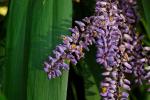Schmalblättrige Keulenlilie - Cordyline stricta