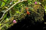 : - Dendrobium cuthbertsonii