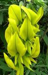 : - Crotalaria laburnifolia