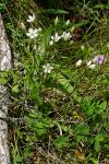 : - Gentianella polysperes