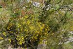 : - Gompholobium huegelii