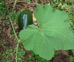 Moschus-Kürbis - Cucurbita moschata