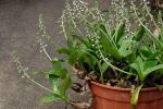 : - Ledebouria socialis
