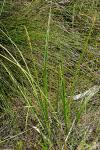 : - Carex incomitata